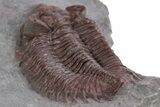 Red Coltraneia Trilobite Fossil - Huge Faceted Eyes #347274-4